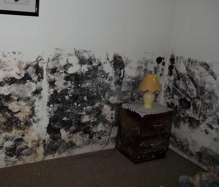 Mold Problems 